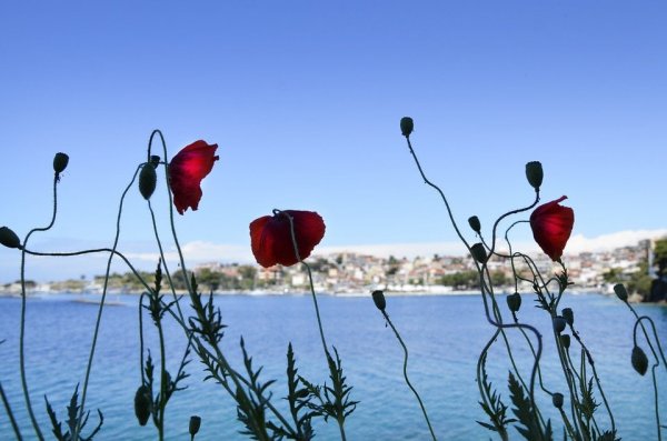 Forrás: pixabay.com